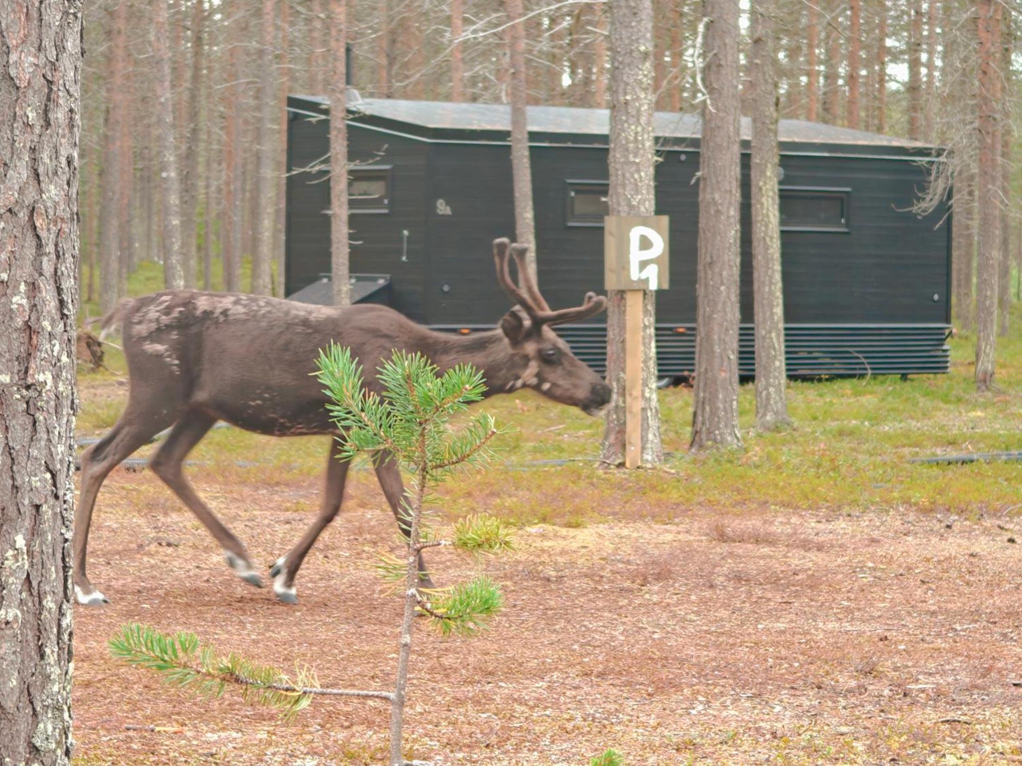Lapland Riverside 7 Puolukka, Yllaes, Tiny With Sauna, Fireplace, Terrace, Bbq, Wifi, Ski, Fishing, Pets Ok Chalet